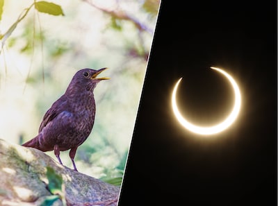 Raakt de natuur van streek door zonsverduistering? ‘Misschien verstandig om de hond thuis te laten’