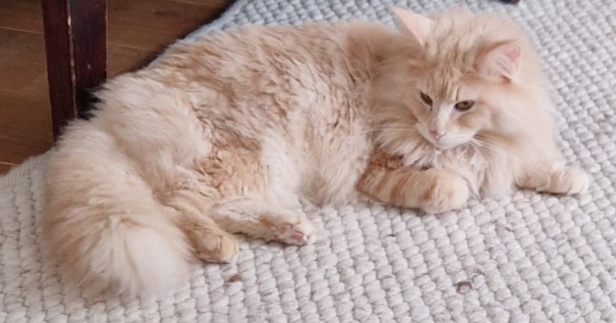 Heb jij Coco gezien? Dit huisdier wordt in Waddinxveen vermist