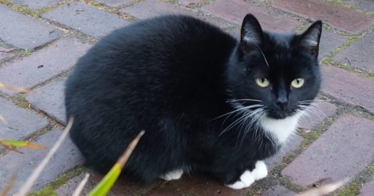 Heb jij Molly gezien? Dit huisdier wordt in Hoogeveen vermist