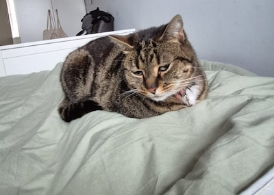 Heb jij Brutus, Swabber of Martina gezien? Deze drie huisdieren worden in Zwolle vermist