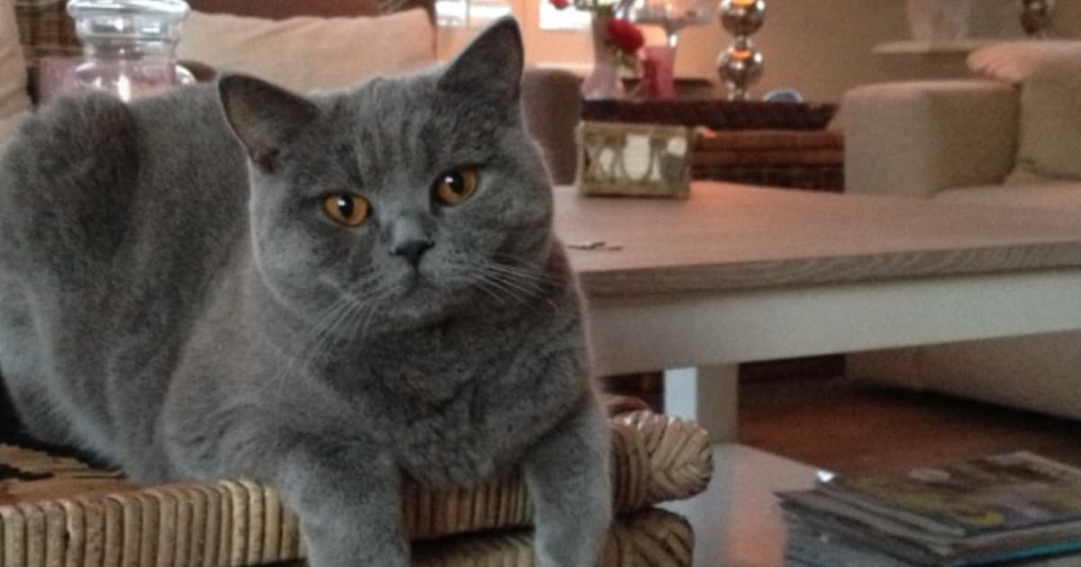 Heb jij Yvi gezien? Dit huisdier wordt in Bloemendaal vermist