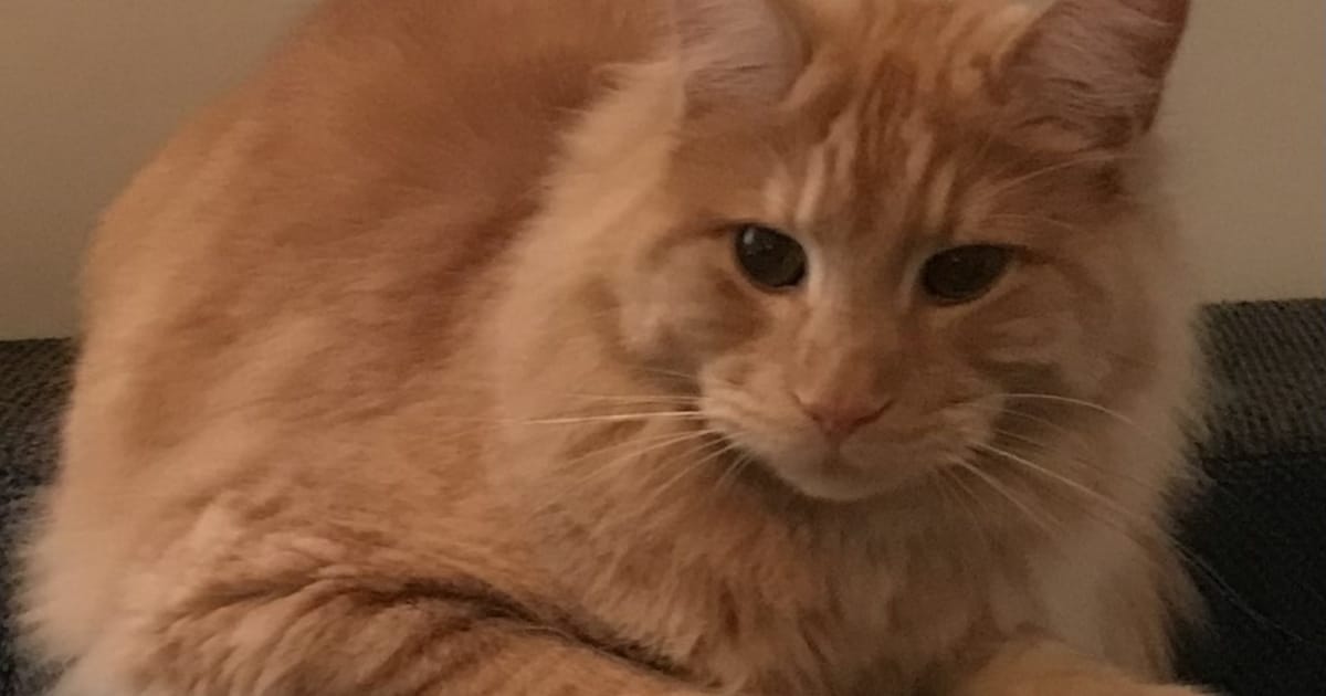 Heb jij Boris gezien? Dit huisdier wordt in Smallingerland vermist
