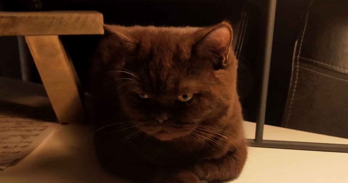 Heb jij Nala gezien? Dit huisdier wordt in Koggenland vermist