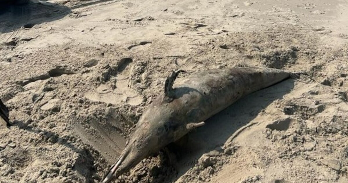 Dode dolfijn aangespoeld op strand Domburg | Regio | AD.nl