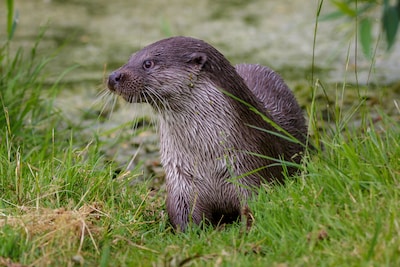 Is de otter nu ook gespot in Linschoten? ‘Ik weet hoe een muskusrat eruitziet, deze was veel groter’