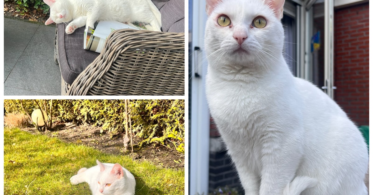 Heb jij Olaf gezien? Dit huisdier wordt in Albrandswaard vermist