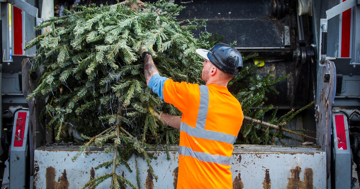 Gratis ophaalservice voor kerstbomen in Scherpenzeel