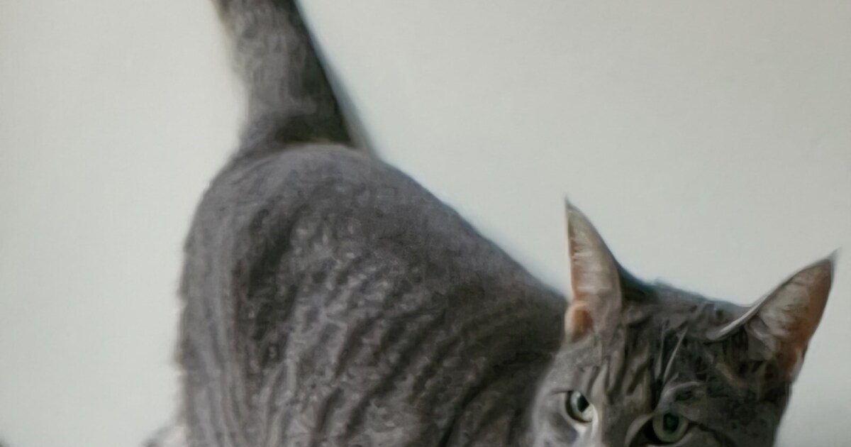 Heb jij Jax gezien? Dit huisdier wordt in Woudenberg vermist