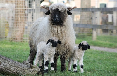 Gewijzigde openingstijden stadsboerderij De Vosheuvel in Amersfoort