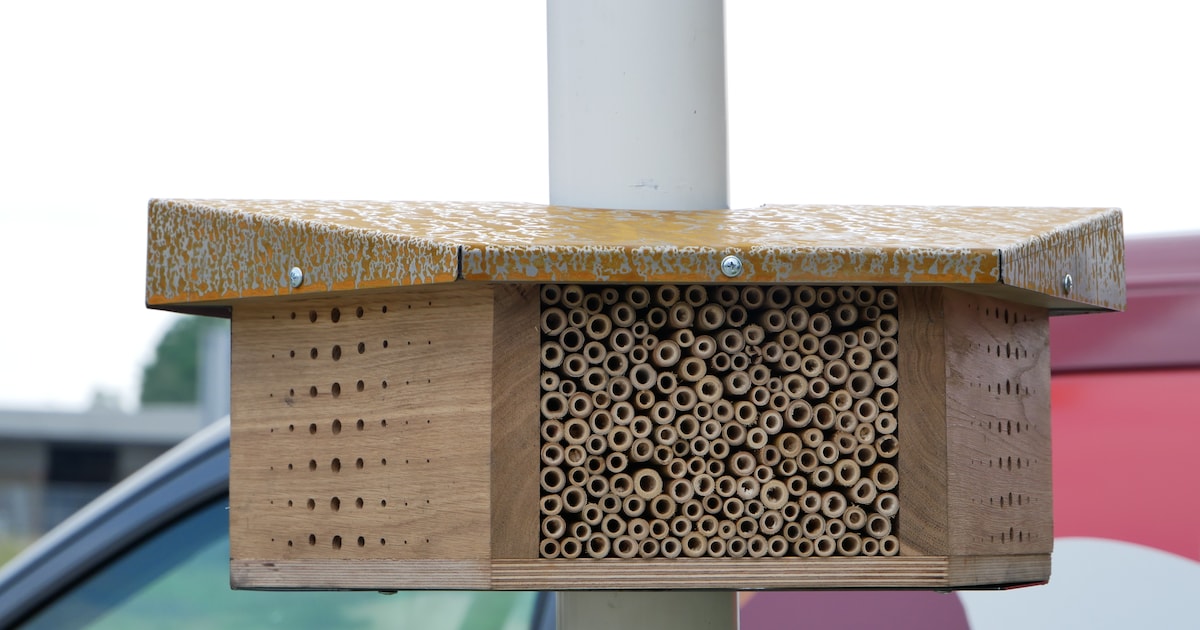 Ruim 5000 nieuwe bijen dankzij bijenhotels in Edam-Volendam