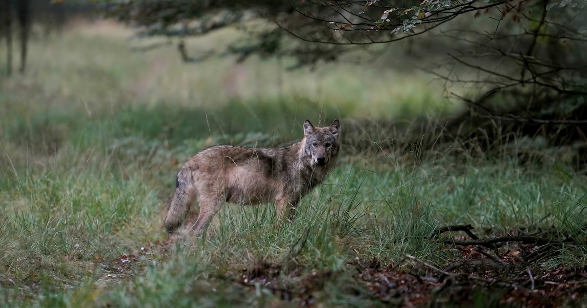 Hobbyfotograaf stuit op hele roedel wolven: ‘Vreselijk veel geluk gehad ...