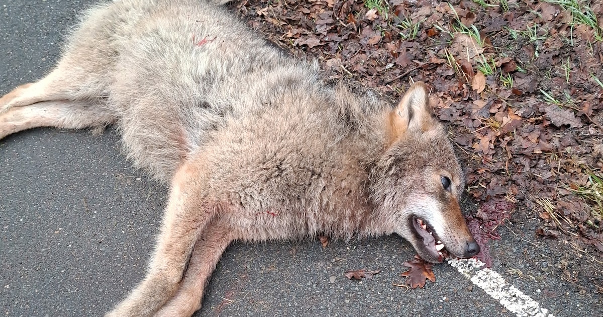 Wat moet je doen als je per ongeluk een wolf doodrijdt?
