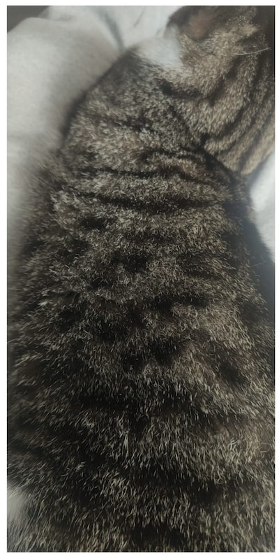 Heb jij Messi, Jacky of Mingo gezien? Deze 8 huisdieren worden in Arnhem vermist