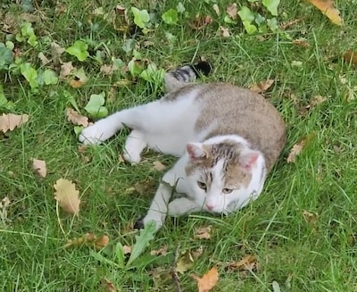 Heb jij Mellow of Rocky gezien? Deze twee huisdieren worden in Veldhoven vermist