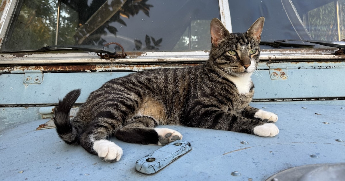 Heb jij Sjakie gezien? Dit huisdier wordt in Sittard-Geleen vermist