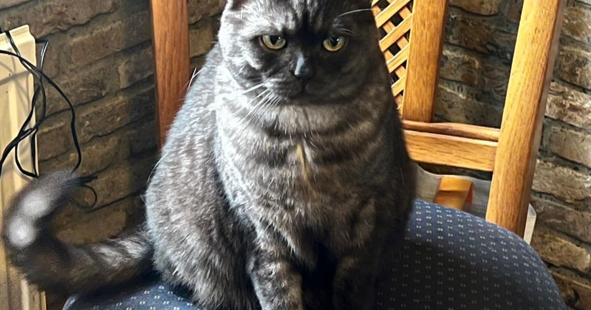 Heb jij Gizmo, Diesel of Teun gezien? Deze drie huisdieren worden in Enkhuizen vermist