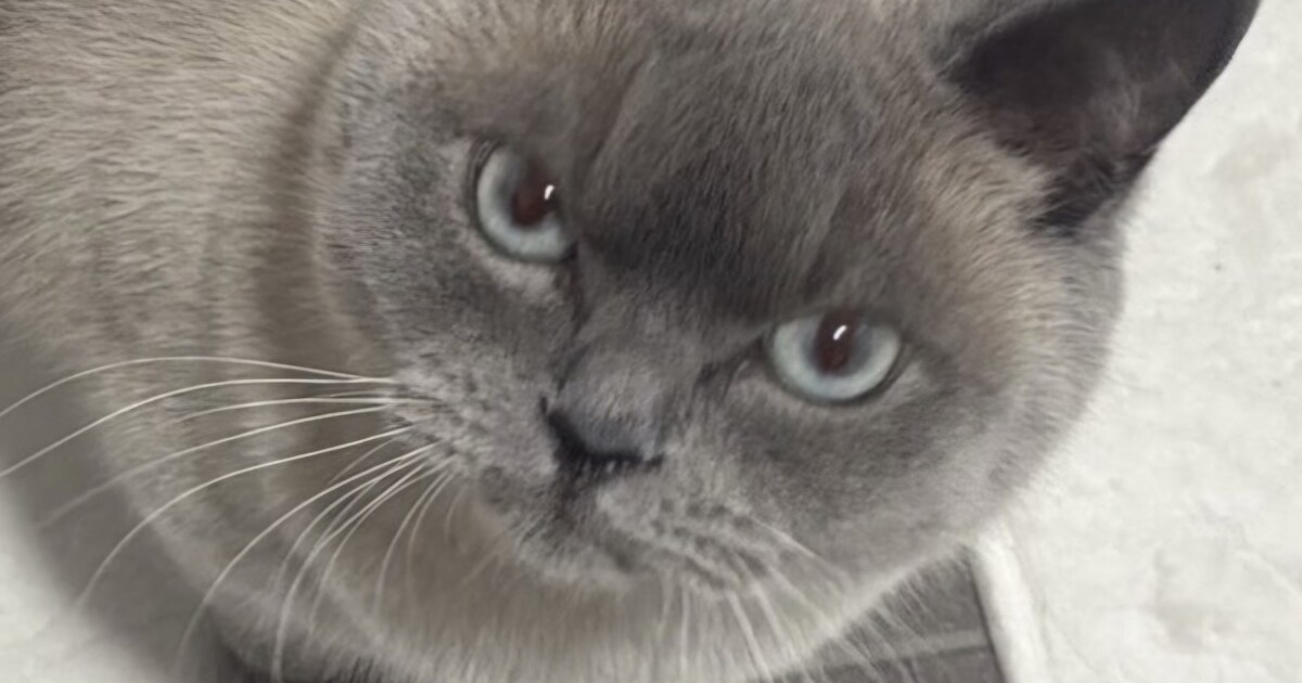 Heb jij Tombis of Momo gezien? Deze twee huisdieren worden in Schagen vermist