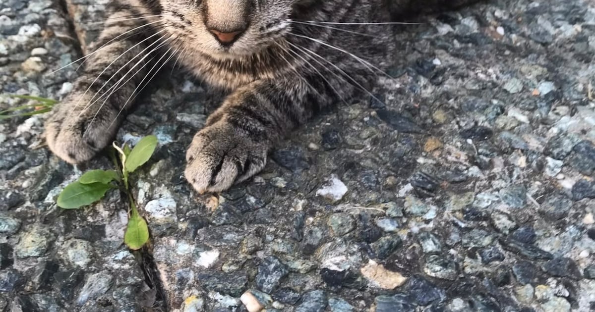 Heb jij Apollo, Coco of Pongo gezien? Deze drie huisdieren worden in Roosendaal vermist