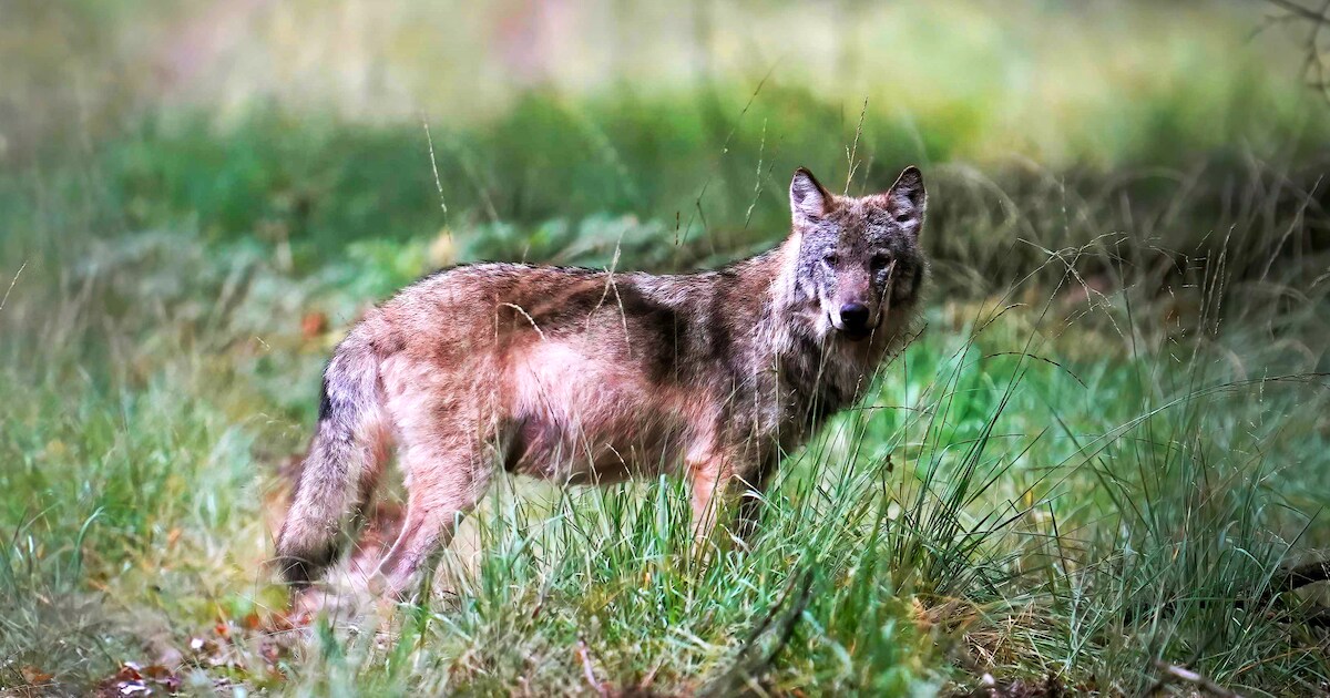 Wolven doodden in maart 37 schapen in Noordelijke provincies | Groningen