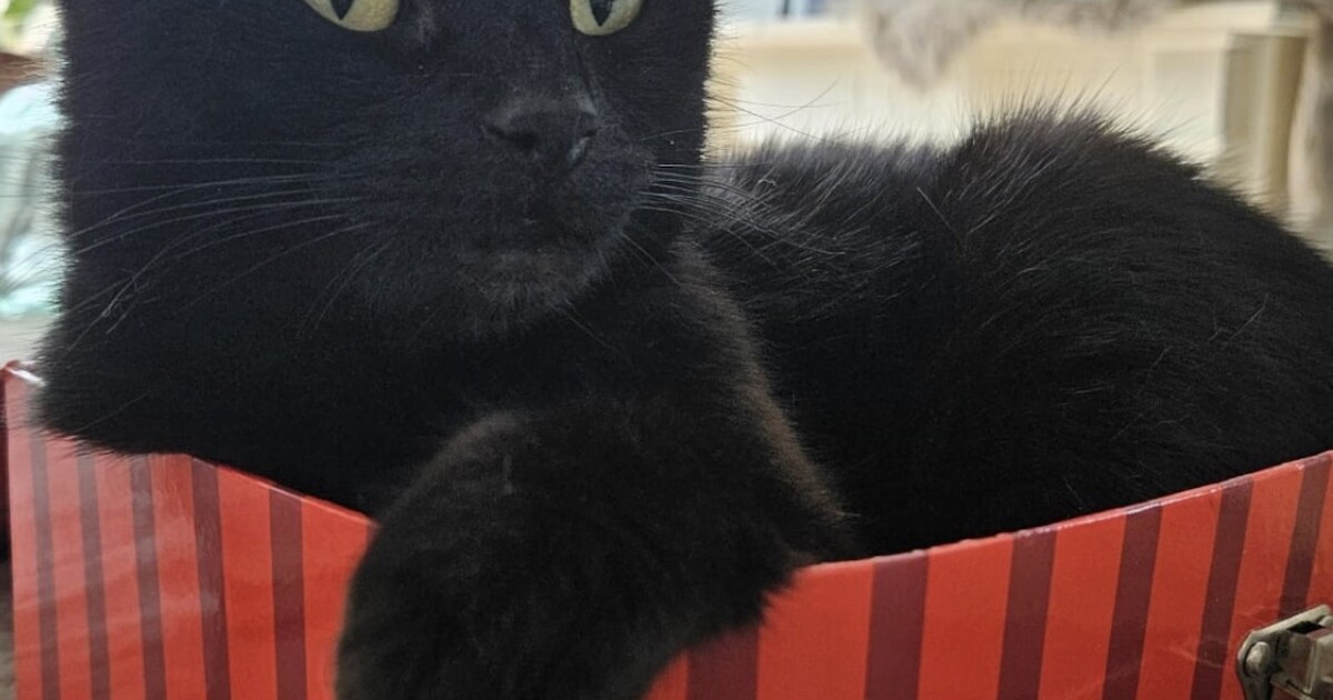 Heb jij Donna, Puck of Shoeby gezien? Deze vijf huisdieren worden in Medemblik vermist