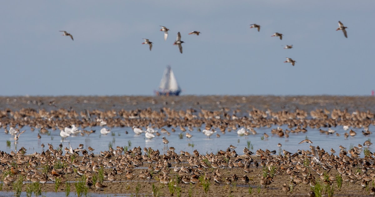 Lezing over veldwerk voor nieuwe Vogelatlas bij IVN Asten-Someren