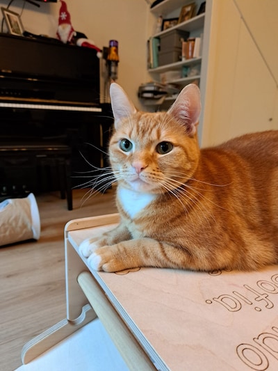 Heb jij Mac, Toto of Ollie gezien? Deze drie huisdieren worden in Veldhoven vermist