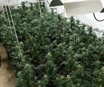 Riethovens stel met 180 wietplanten in huis, leeft nu goedkoop in Spanje: ‘Geen rooie cent voor boet