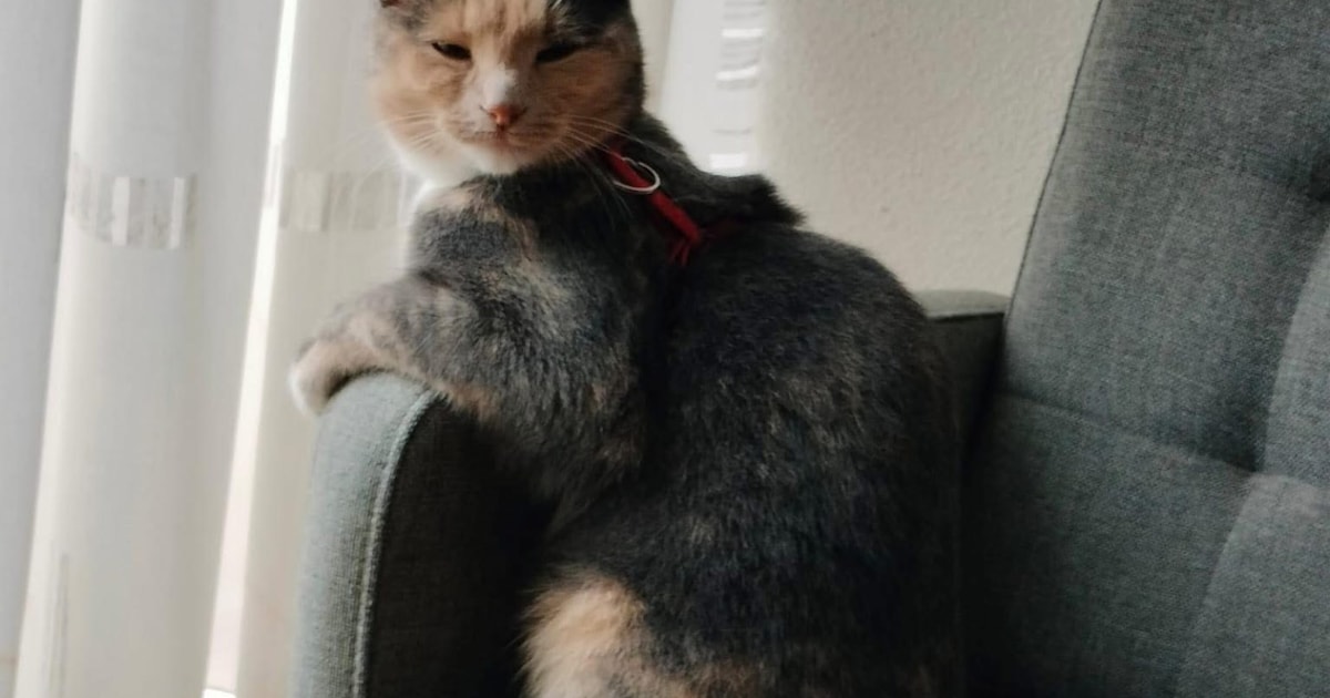 Heb jij Karel of Pip gezien? Deze twee huisdieren worden in Goeree-Overflakkee vermist