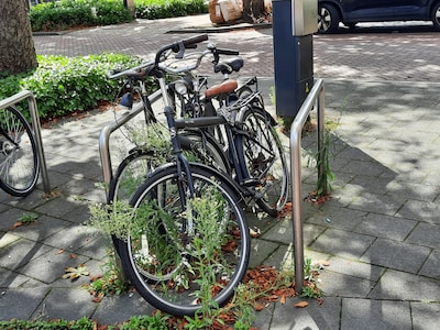 Fietsen schieten wortel aan Bisschopsmolenstraat in Etten-Leur, gemeente trekt boetekleed aan