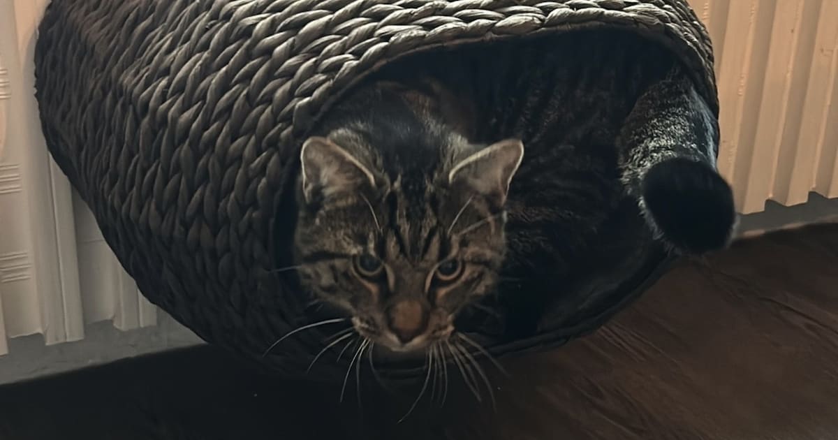Heb jij Luca gezien? Dit huisdier wordt in Elburg vermist