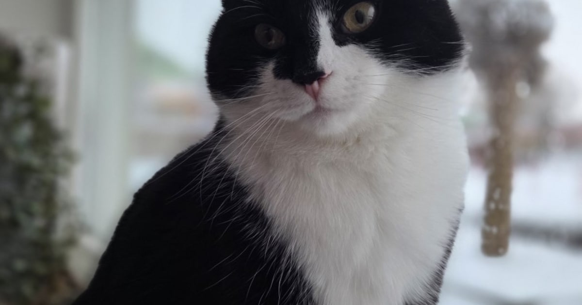 Heb jij Binky gezien? Dit huisdier wordt in Pekela vermist