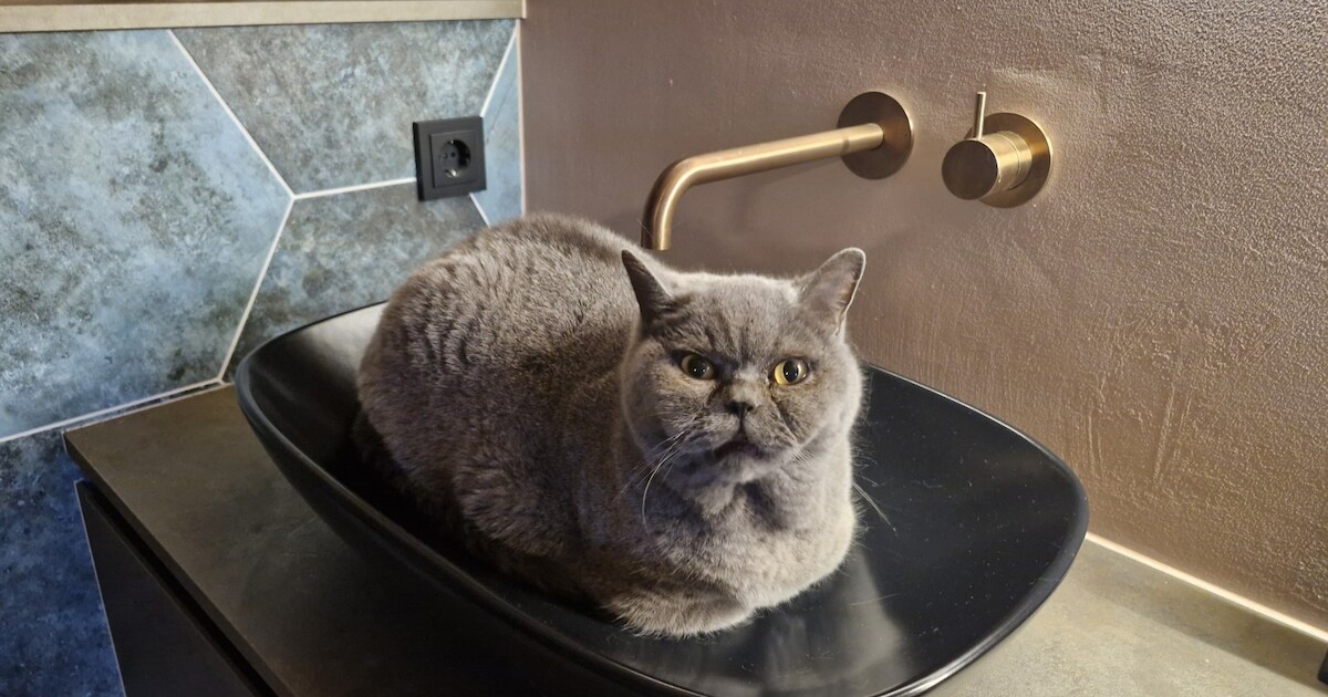 Heb jij Muis gezien? Dit huisdier wordt in Bunnik vermist