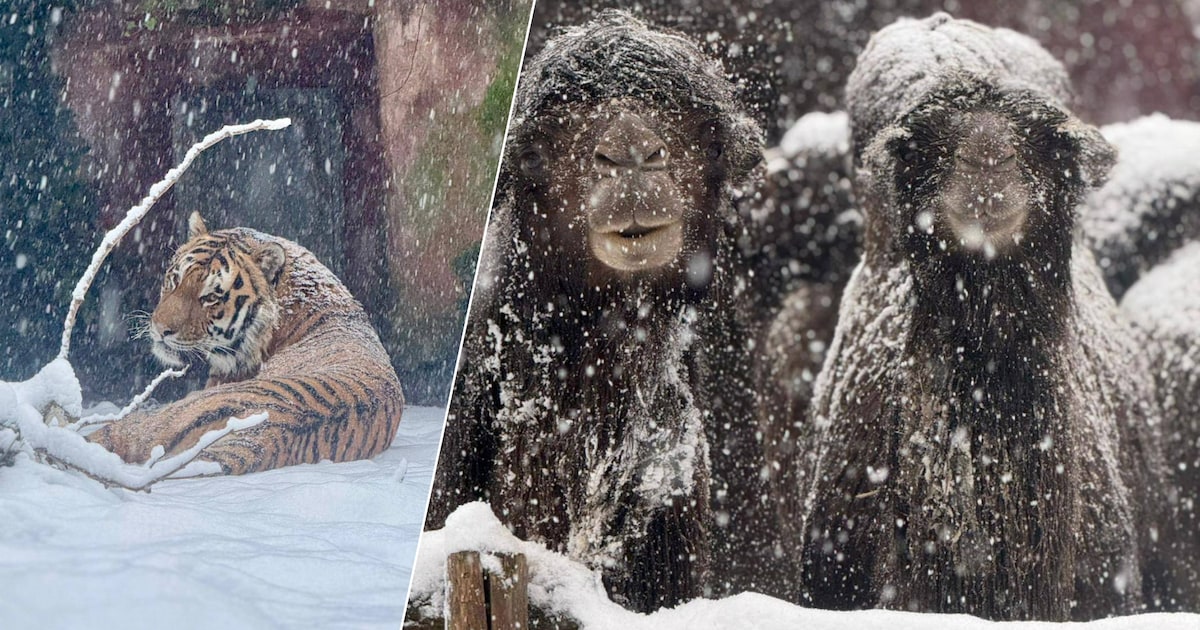 Tijgers, rode panda’s, wolven en kamelen genieten van witte wereld in DierenPark Amersfoort