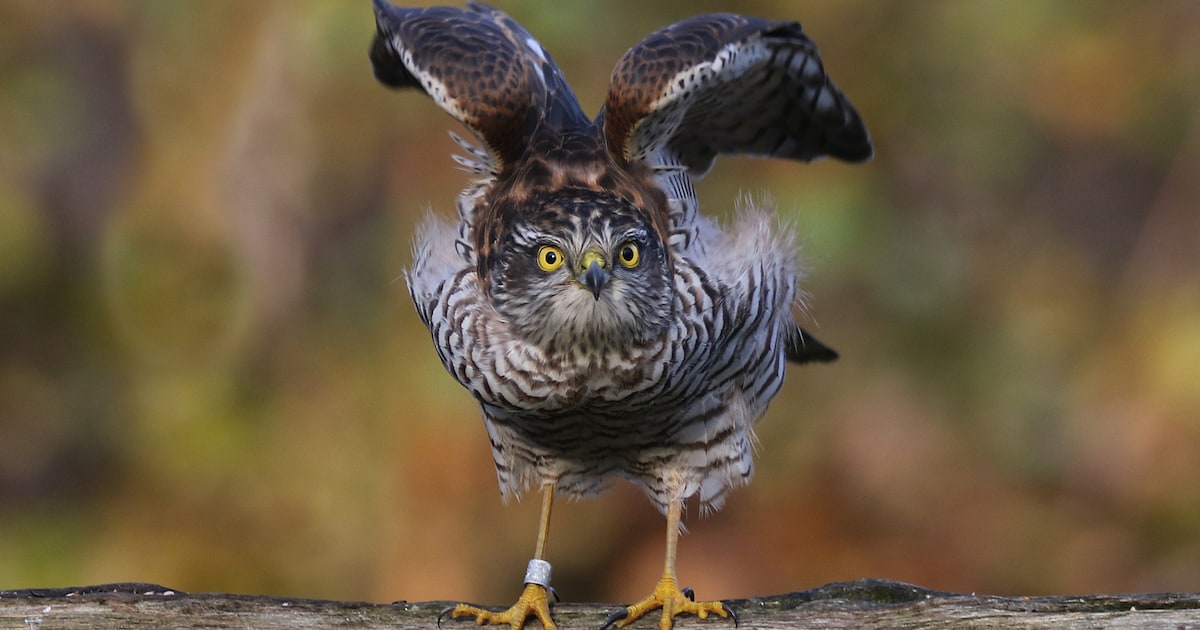 Oost-Brabantse Vogelaarsdag keert terug in ’s-Hertogenbosch
