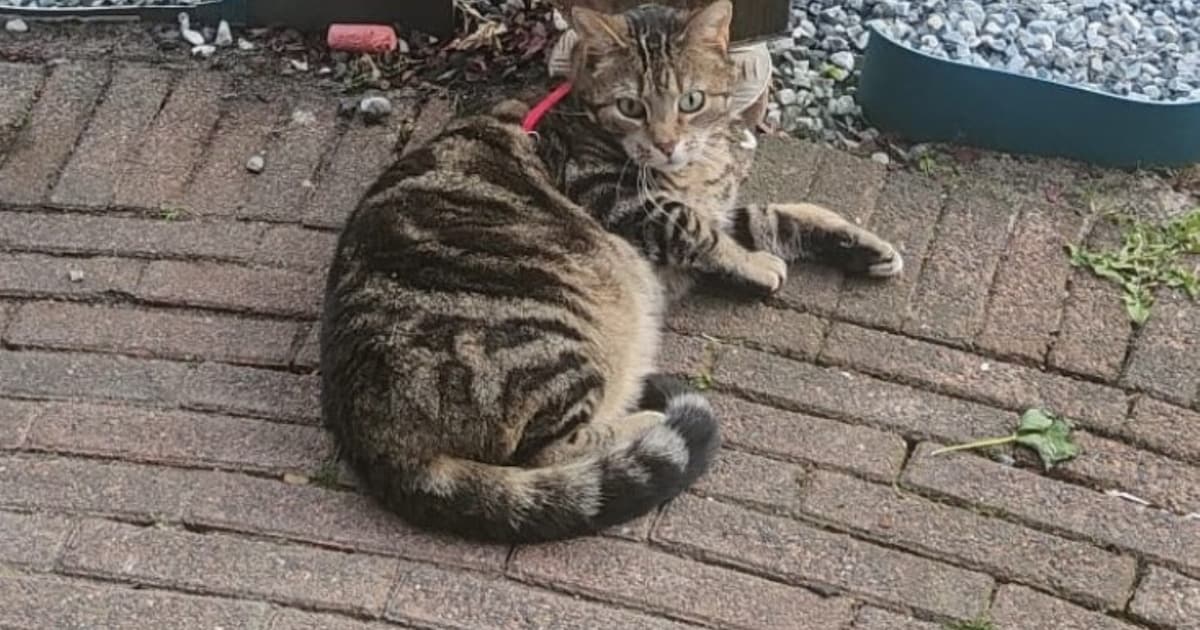 Heb jij Jasper gezien? Dit huisdier wordt in Hillegom vermist