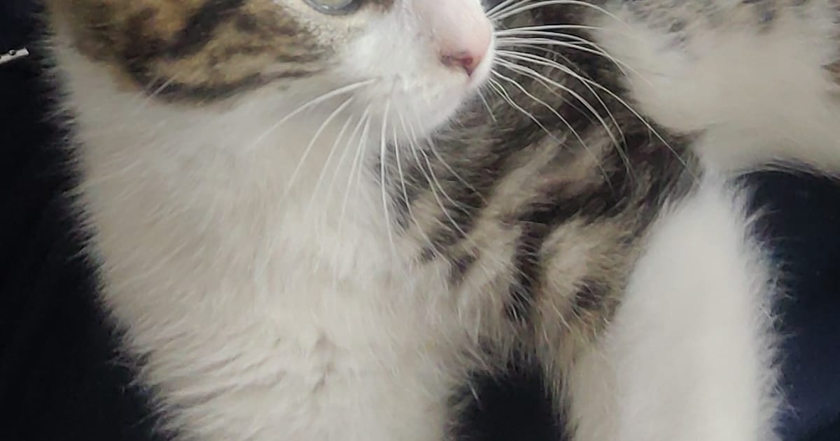 Heb jij Muis gezien? Dit huisdier wordt in Uitgeest vermist