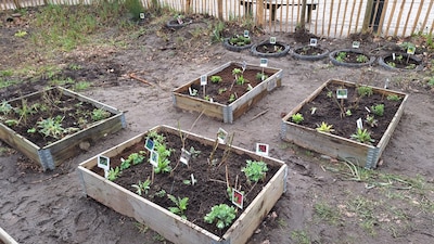 Plantfeest bij De Schatkamer: kinderen geven vlindertuin en schoolplein een groene boost