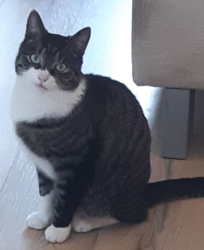 Heb jij Jazz gezien? Dit huisdier wordt in Zutphen vermist