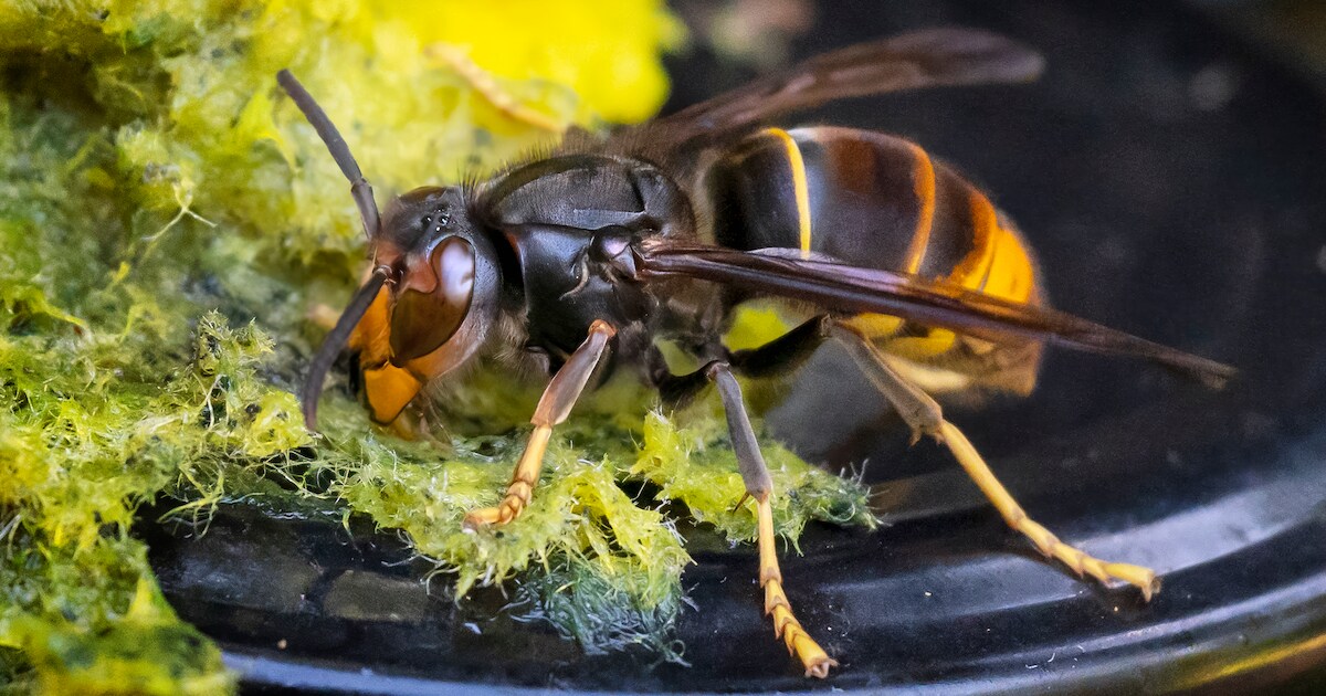 Schouwen-Duiveland trekt 700.000 euro uit voor strijd tegen Aziatische hoornaar: ‘Nu ingrijpen of he