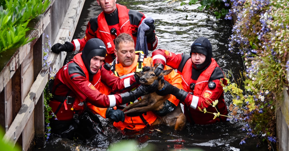 Brandweer redt ree uit water langs Thorbeckelaan in Maarssen