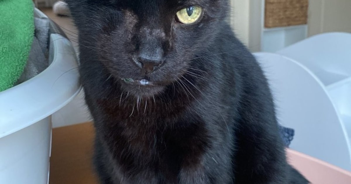 Heb jij Gammy gezien? Dit huisdier wordt in Schagen vermist