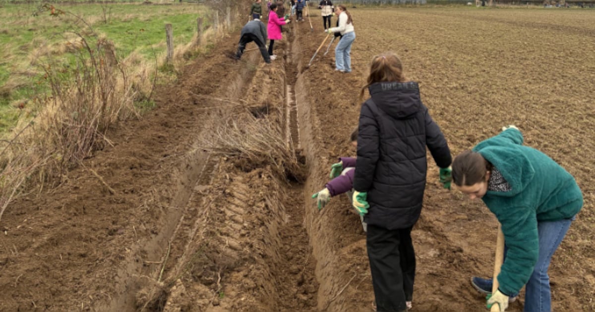 Leerlingen basisschool De Fontein planten Maasheggen in Nieuw Bergen