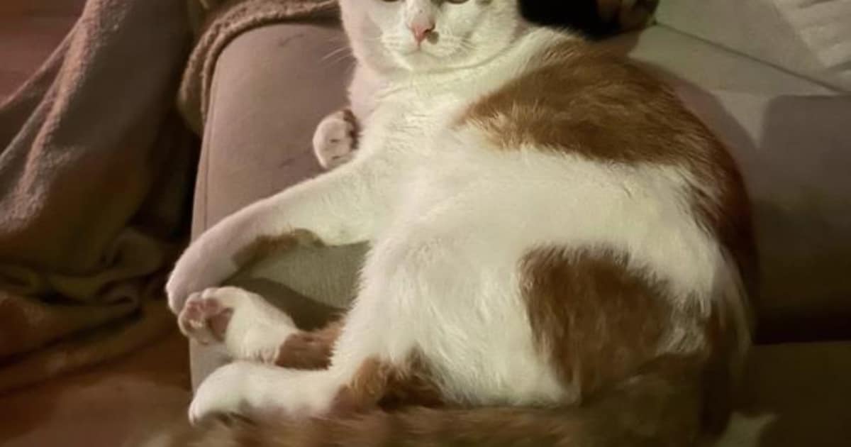 Heb jij Winter of Timmy gezien? Deze twee huisdieren worden in Vlissingen vermist