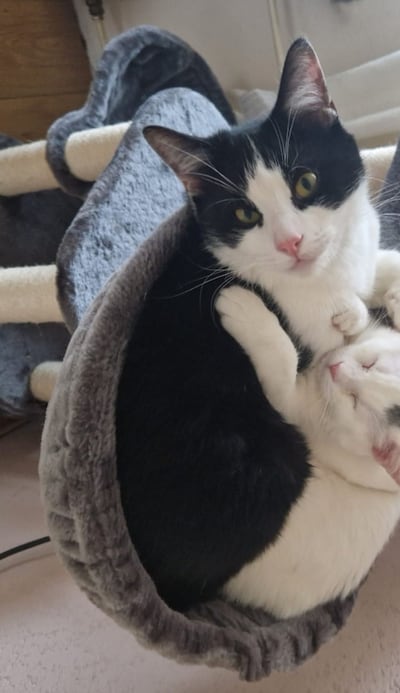 Heb jij Chuckie gezien? Dit huisdier wordt in Vught vermist