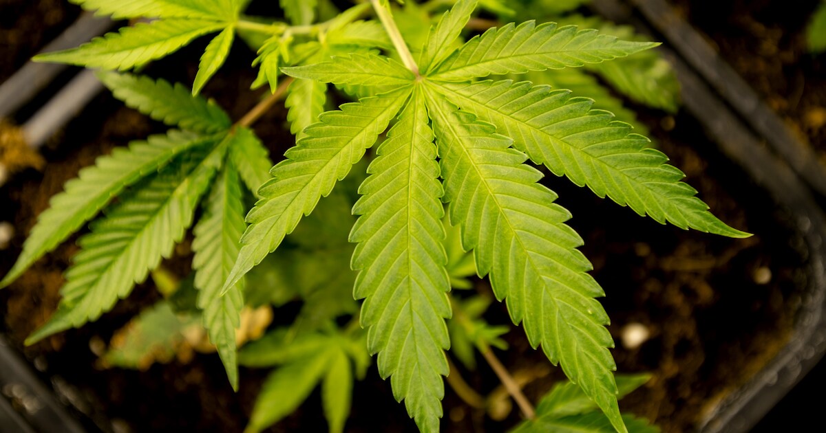 Woning in Groot-Ammers drie maanden dicht na vondst hennepkwekerij