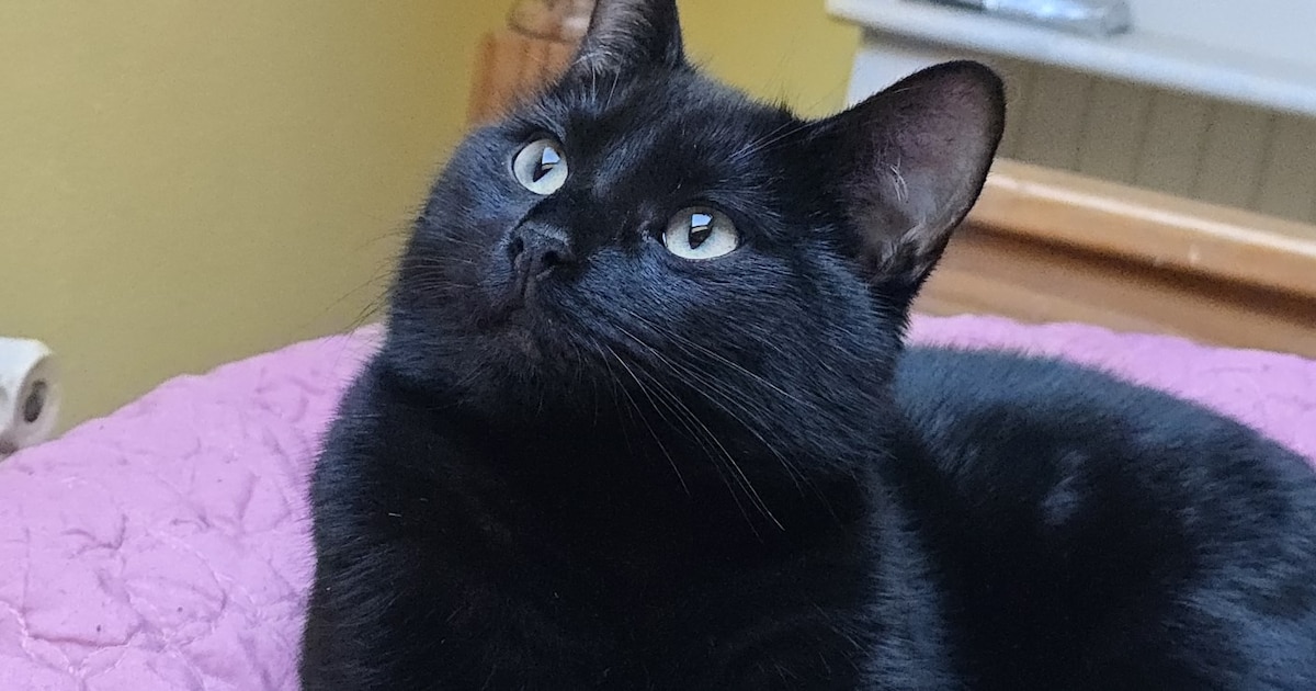 Heb jij Willem gezien? Dit huisdier wordt in Bodegraven-Reeuwijk vermist