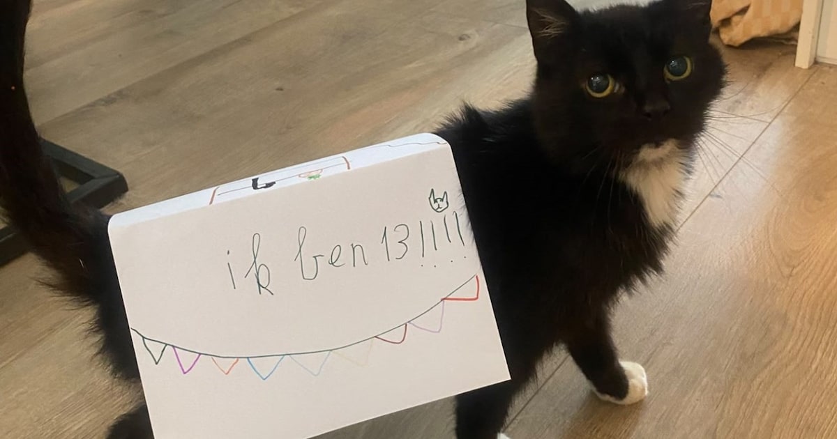 Heb jij Spook gezien? Dit huisdier wordt in Medemblik vermist