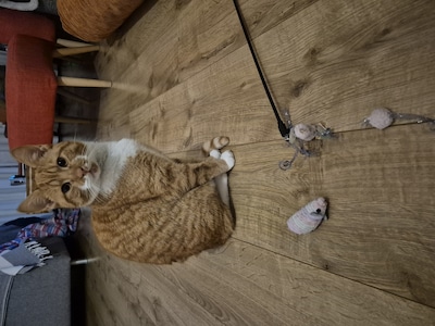 Heb jij Teepee, Ace of Seamus gezien? Deze drie huisdieren worden in Leiden vermist