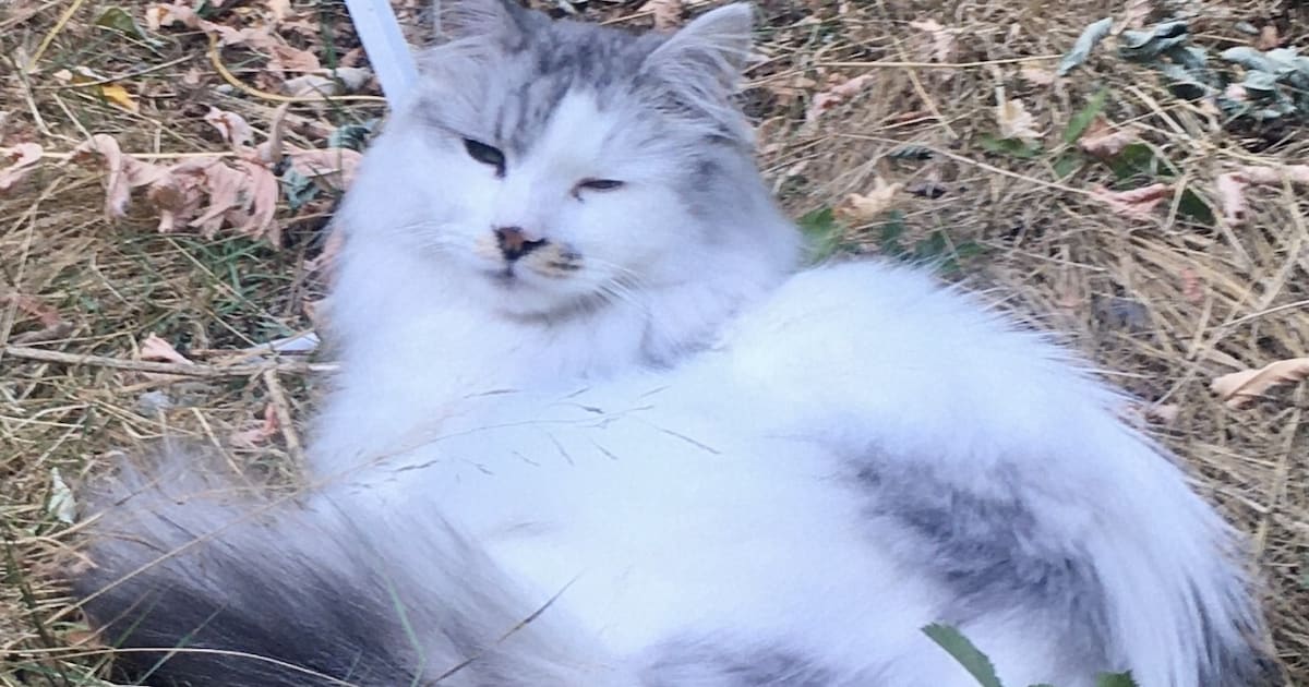 Heb jij Nala, Filipek of Jabba gezien? Deze drie huisdieren worden in Eindhoven vermist