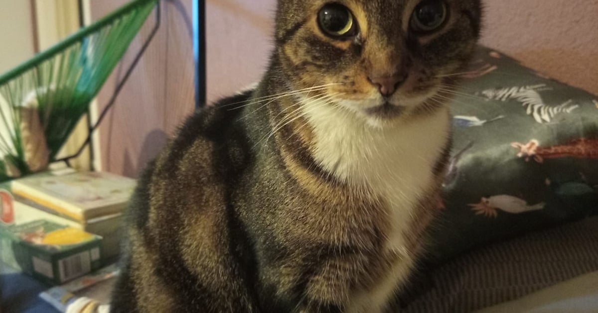 Heb jij Buddy gezien? Dit huisdier wordt in Oostzaan vermist